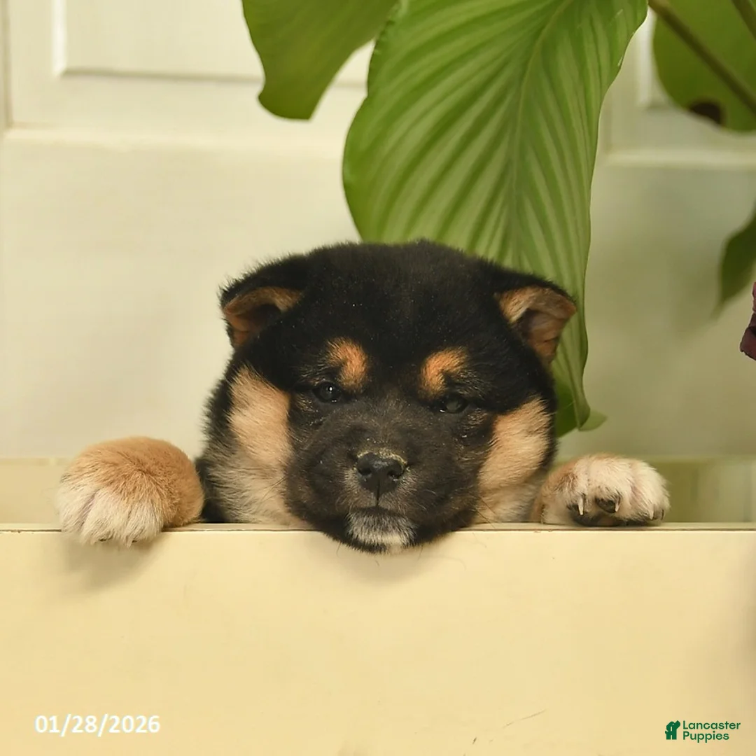 Shiba Inu dogs for sale: Chocolate  - Ad 3