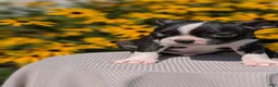 Boston Terrier dogs for sale: Tripp - Ad 4