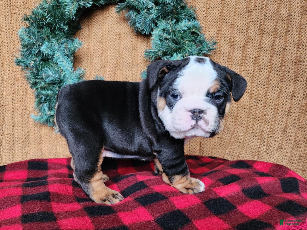English Bulldog dogs for sale: Easton - Ad 12