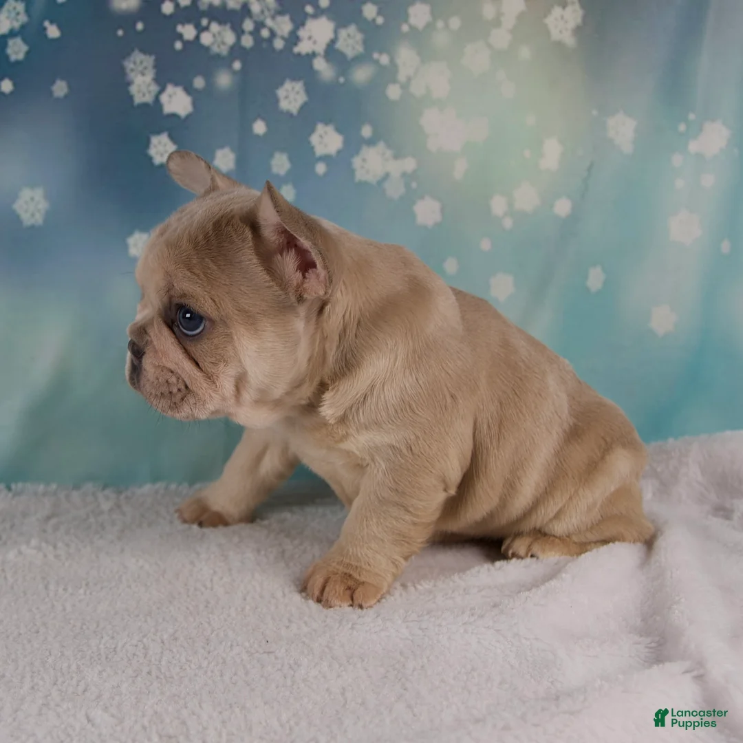 French Bulldog dogs for sale: Mika - Ad 9