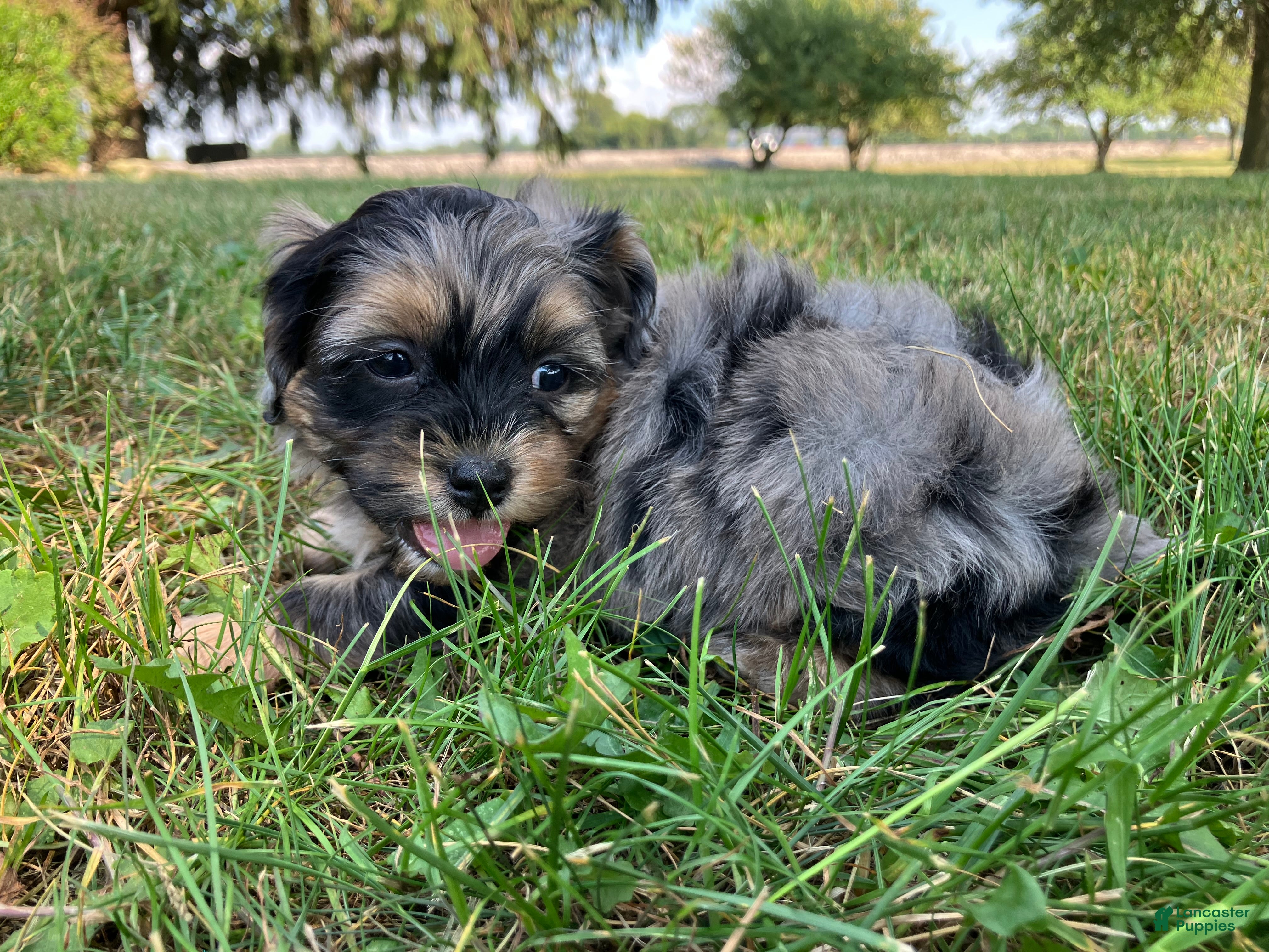 Shihpoo dogs Marshmallow  - Ad 2