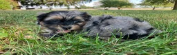 Shihpoo dogs for sale: Marshmallow  - Ad 2