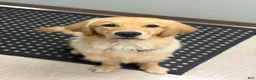 Golden Retriever dogs for sale: Golden Retriever 1 - Ad 9