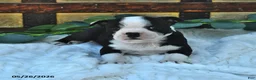 Boston Terrier dogs for sale: Bella   - Ad 4