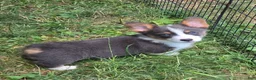Welsh Corgi Pembroke dogs for sale: Larry the low rider - Ad 8