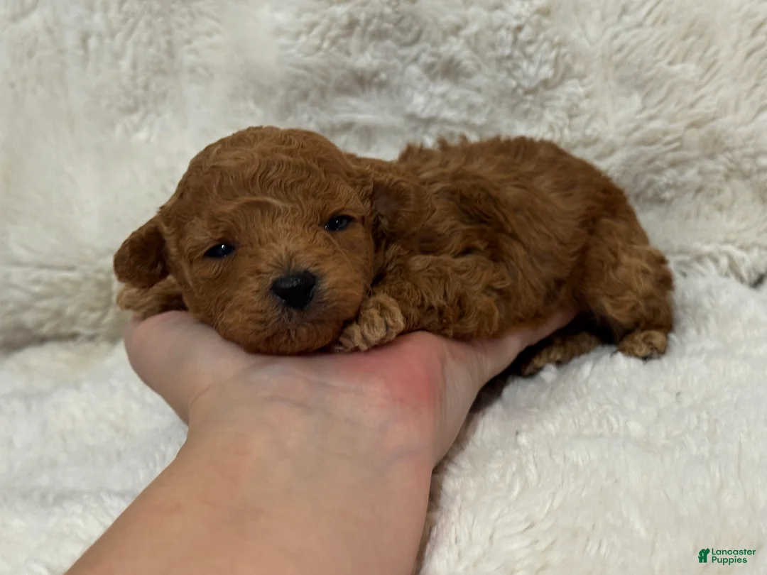 Toy Poodle dogs for sale: Teddy  - Ad 3