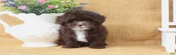 Yorkiepoo dogs for sale: Lucas - Ad 4