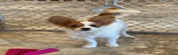 Papillon dogs for sale: Champion line Rusty  - Ad 7