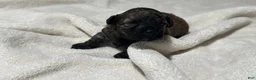 Toy Poodle dogs for sale: Mocha - Ad 5