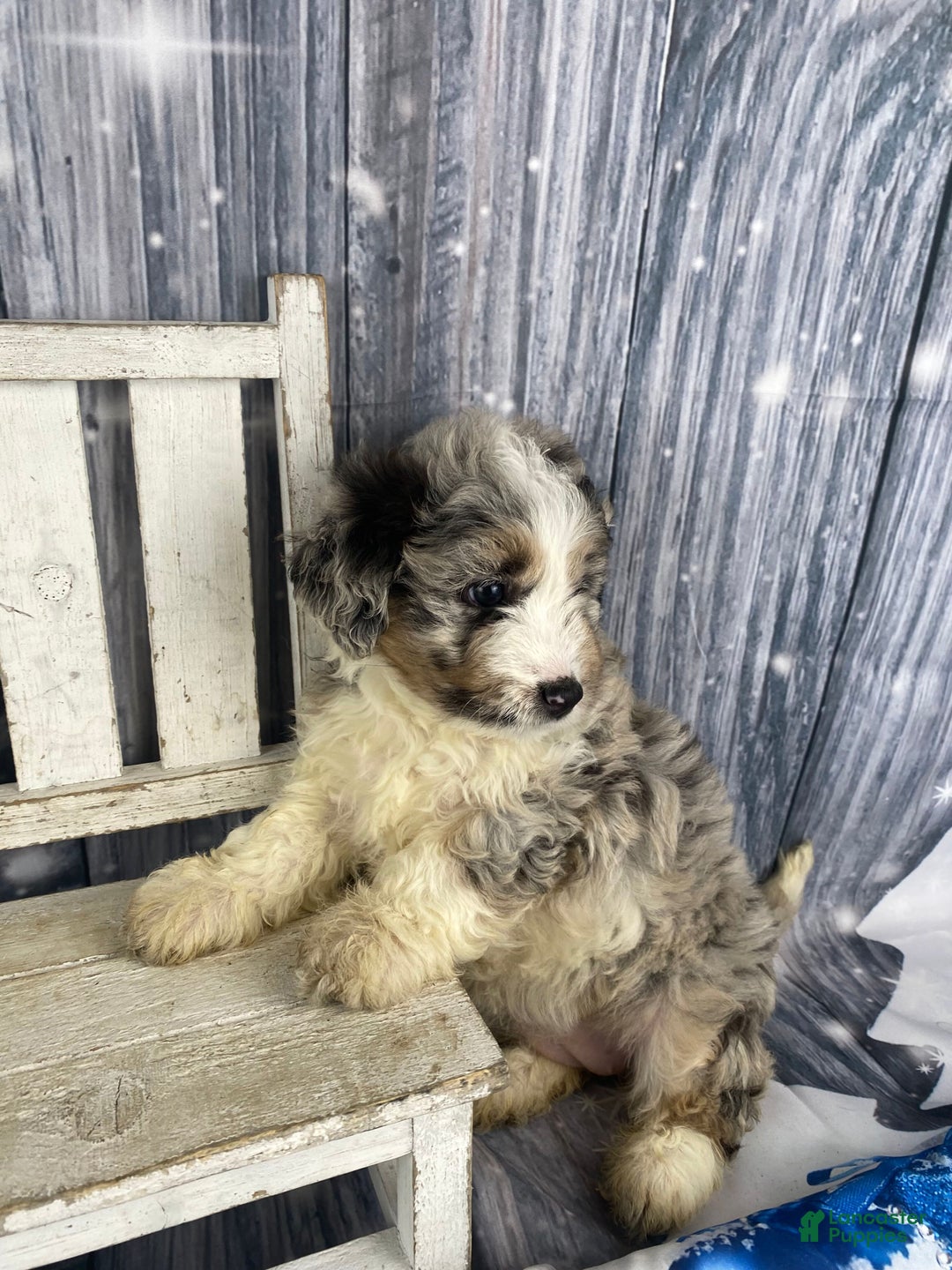 Mini Aussiedoodle dogs for sale: Ivy - Ad 8