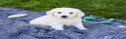 Golden Retriever dogs for sale: Oak - Ad 7