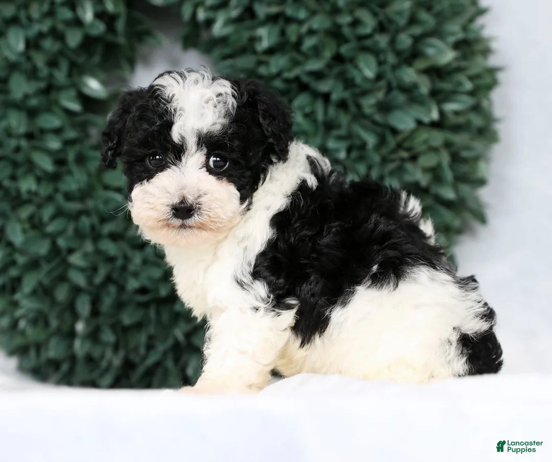 Havapoo dogs for sale: Lucas - Ad 3