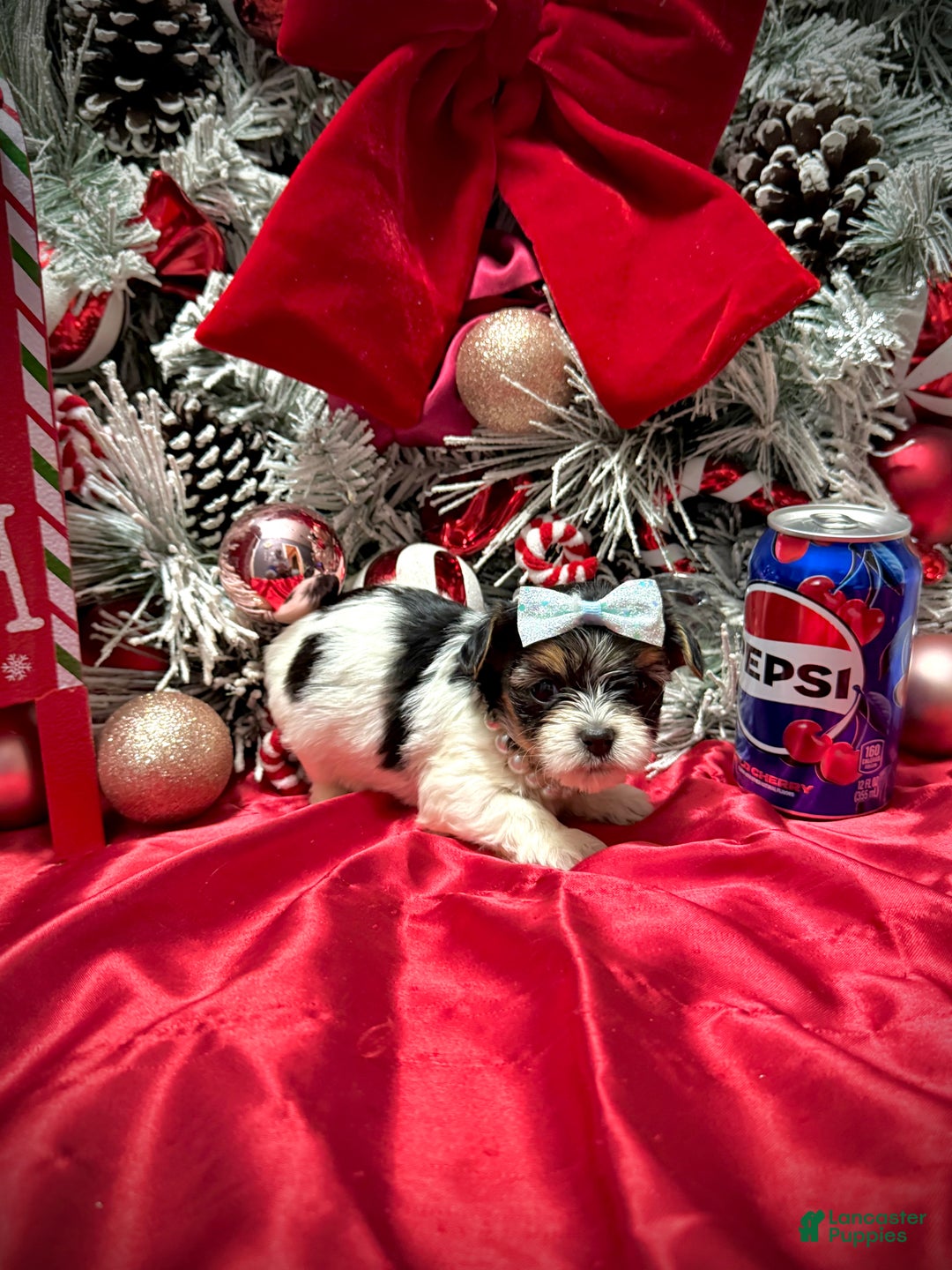 Yorkshire Terrier dogs for sale: Wakko  - Ad 13