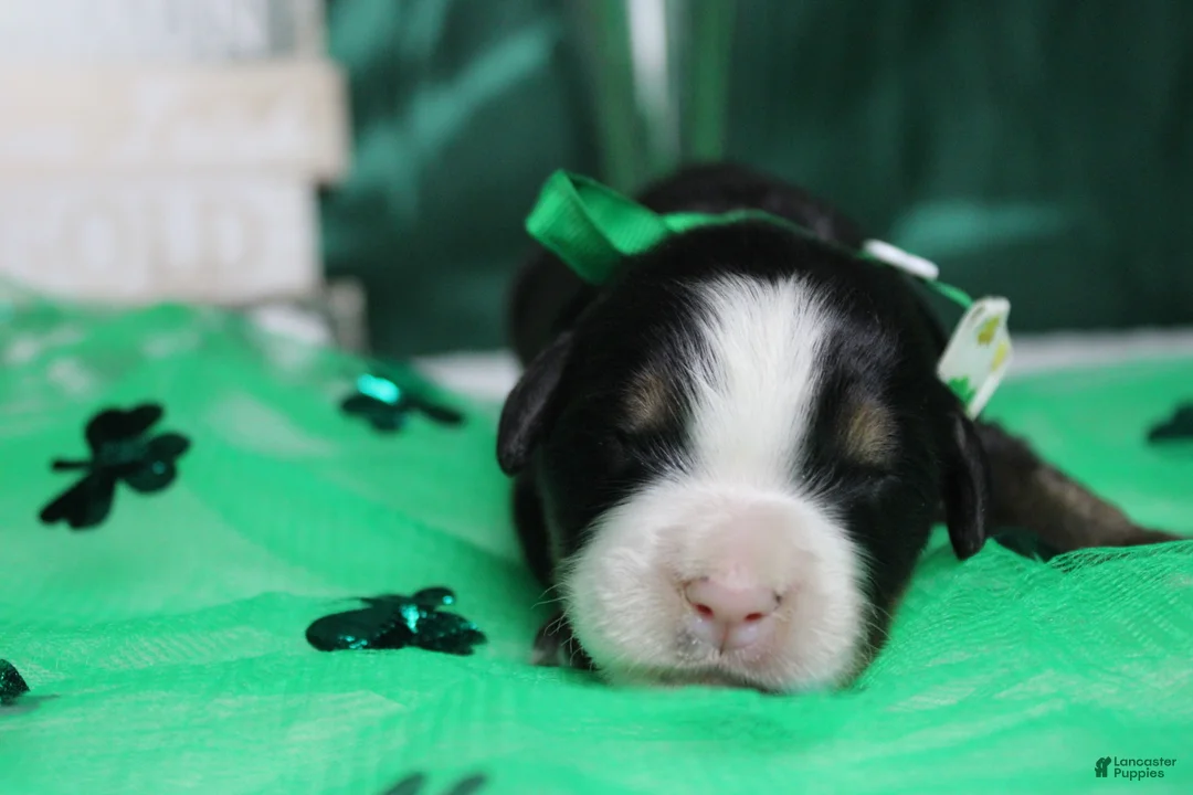 Bernese Mountain Dog dogs for sale: Cooper  - Ad 2