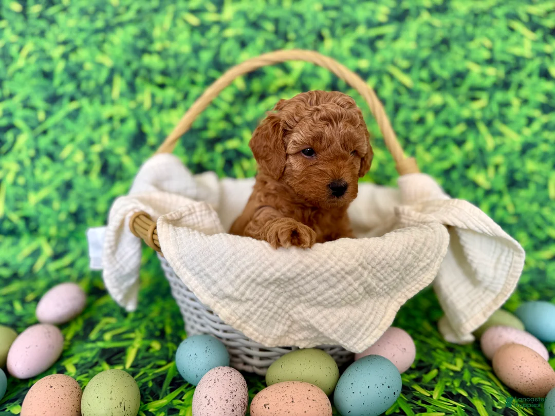 Mini Goldendoodle dogs for sale: White Collar  - Ad 2
