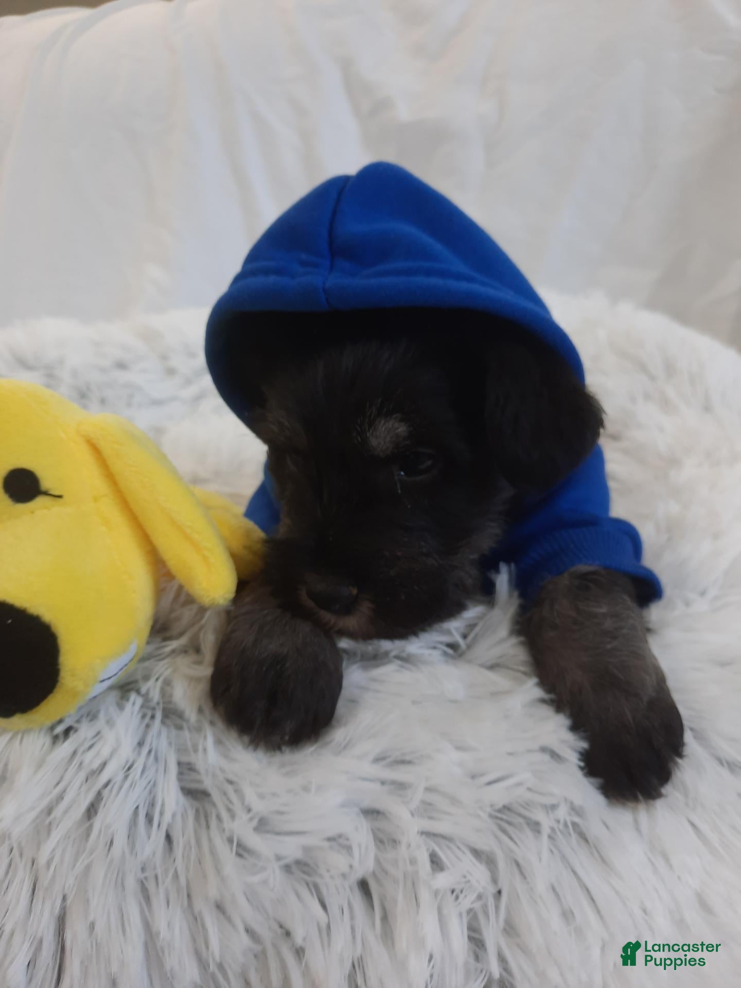 Miniature Schnauzer dogs AKC Oreo - Ad 2