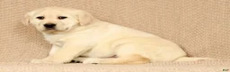 Labrador Retriever dogs for sale: Lucy - Ad 1