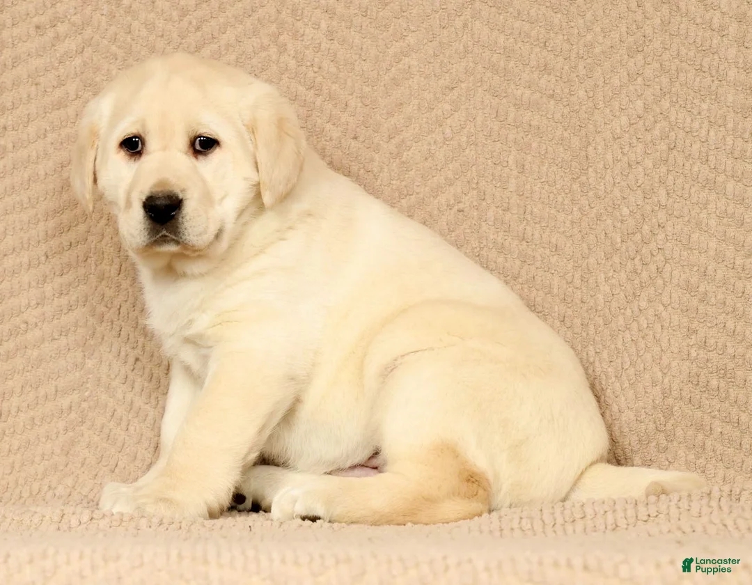 Labrador Retriever dogs for sale: Lucy - Ad 1