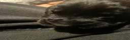 English Mastiff dogs for sale: English Mastiff 1 - Ad 6