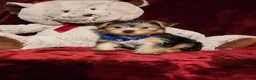 Yorkshire Terrier dogs for sale: *KODY* - Ad 8
