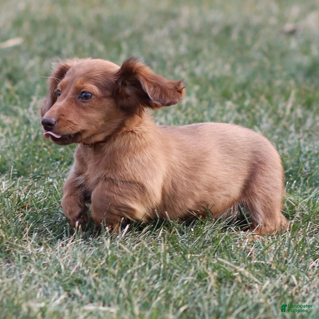 Dachshund dogs for sale: Hannah - Ad 6