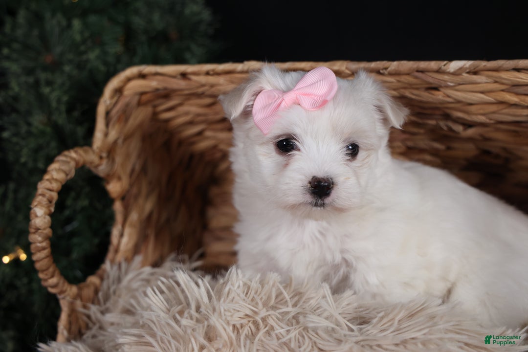 Maltese dogs for sale: ANGIE - Ad 4