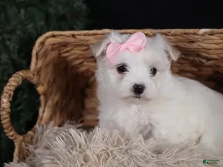 Maltese dogs ANGIE - Ad 8