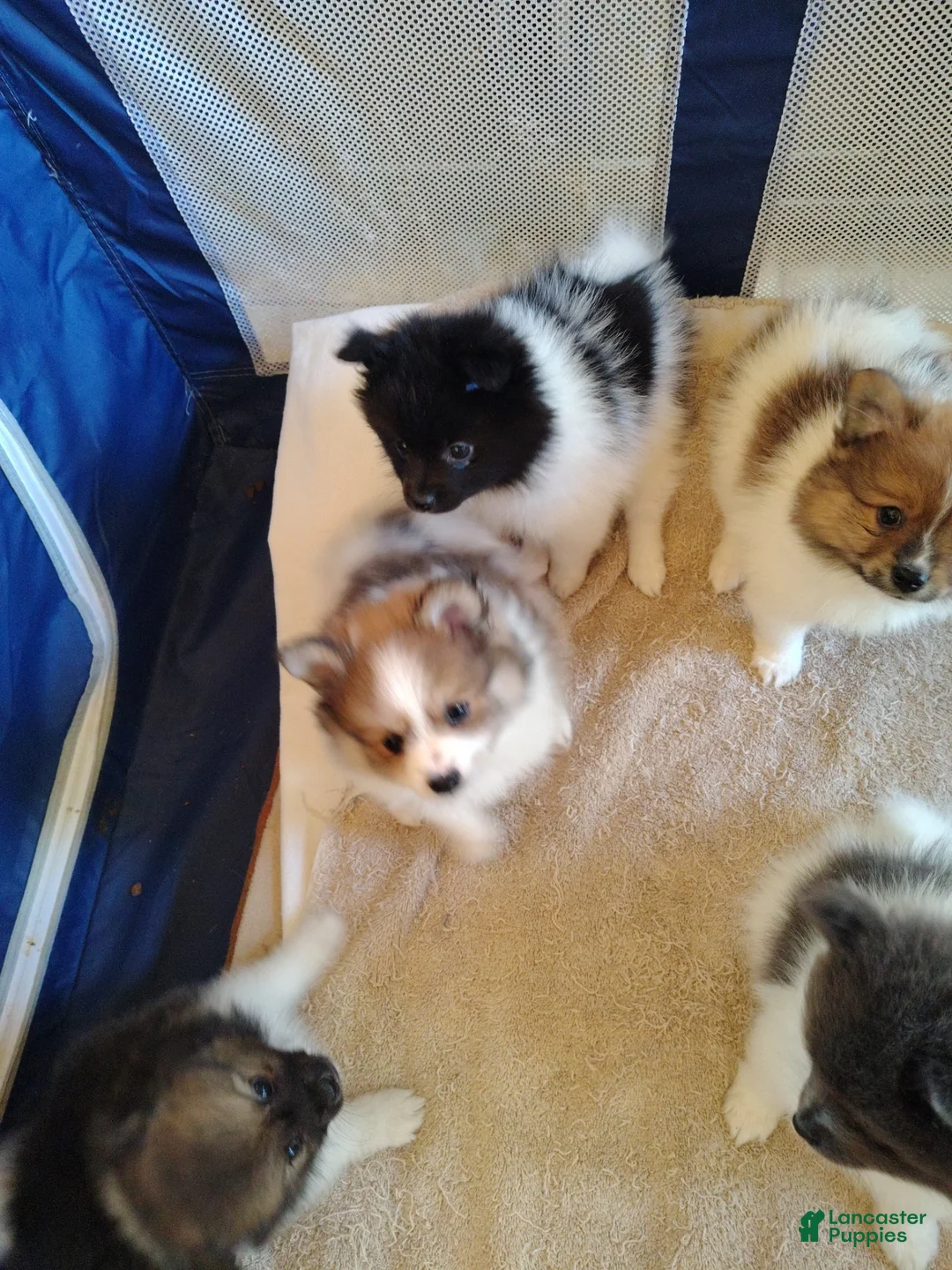 Mixed Breed dogs for sale: Mixed Breed Puppy 4 - Ad 3