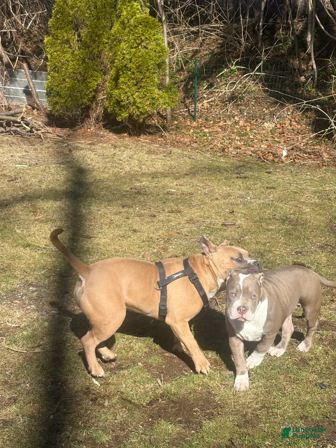 American Bully dogs for sale: American Bully Puppy 1 - Ad 5