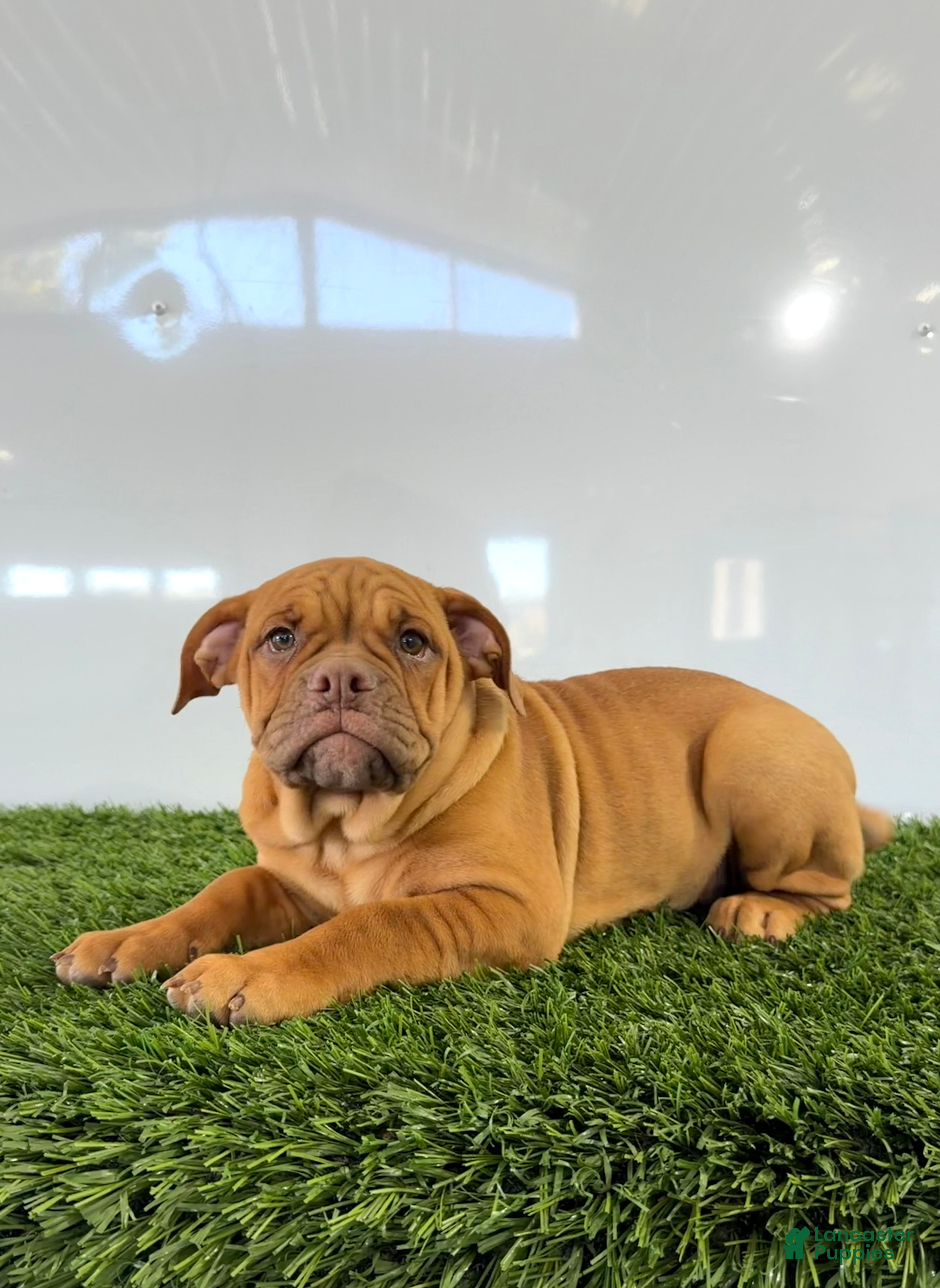Olde English Bulldogge dogs for sale: Nancy - Ad 2