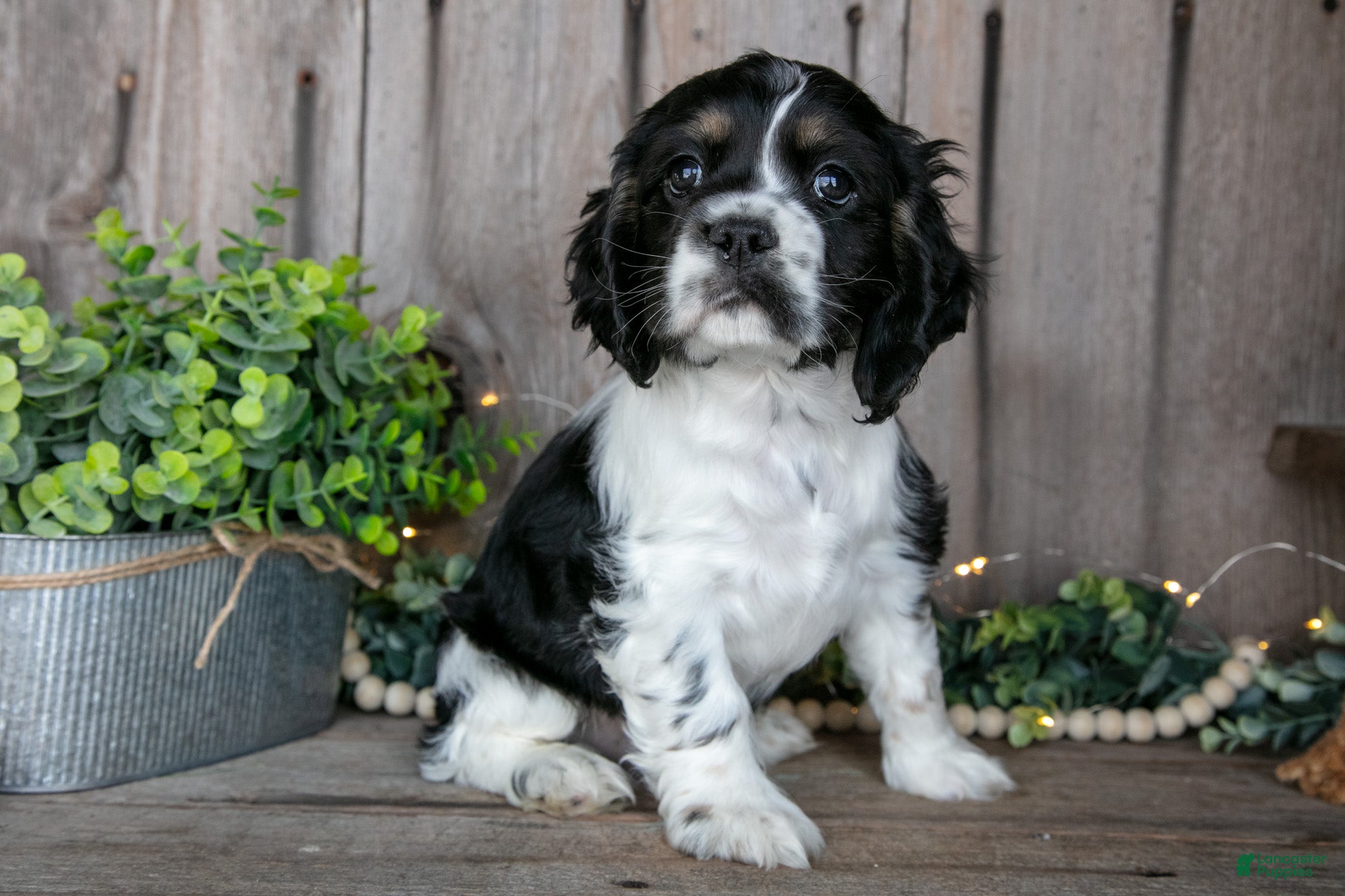 Cocker Spaniel dogs Benny - Ad 2