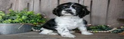 Cocker Spaniel dogs for sale: Benny - Ad 2