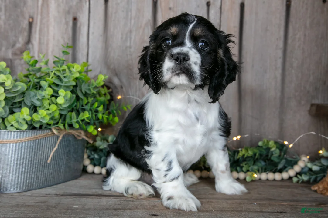 Cocker Spaniel dogs for sale: Benny - Ad 2