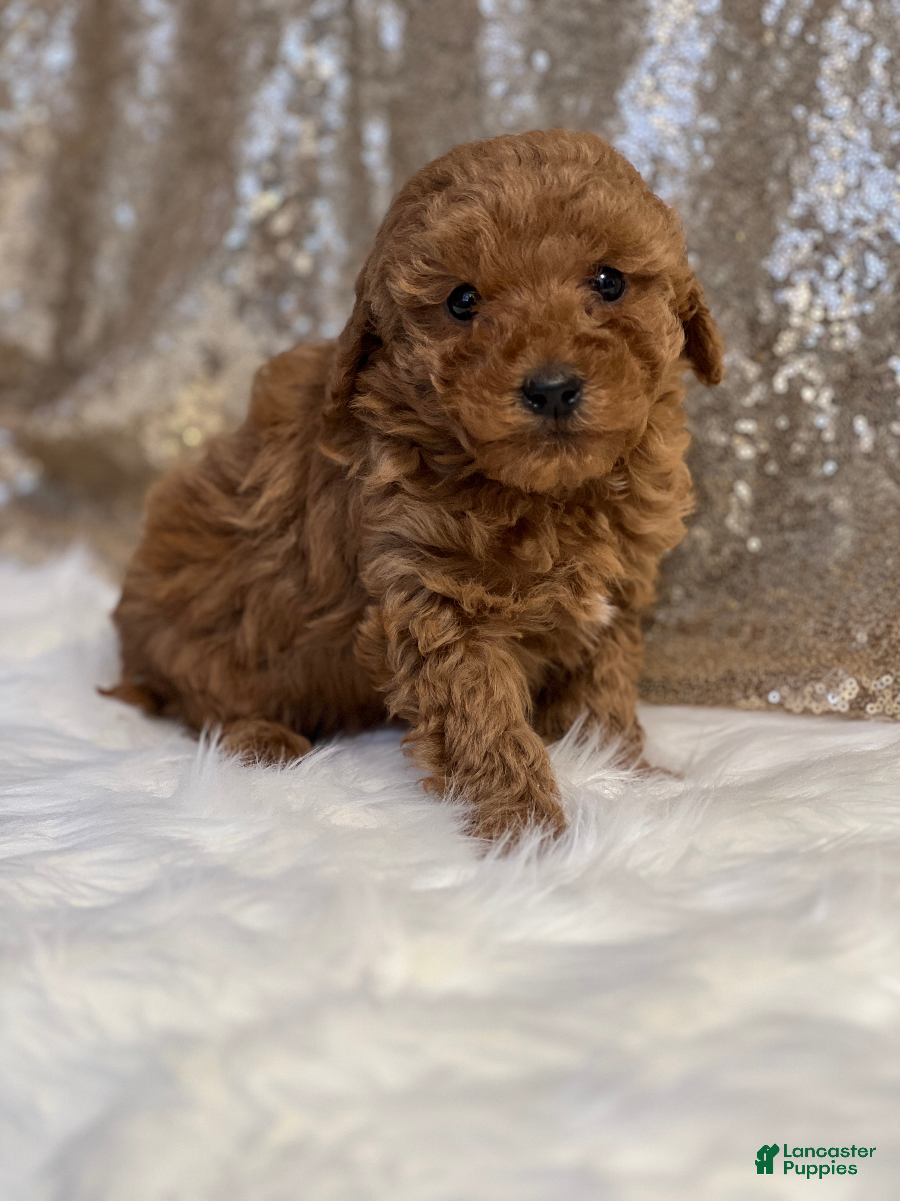 Miniature Poodle dogs Curly  - Ad 36