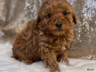 Miniature Poodle dogs Curly - Ad 36
