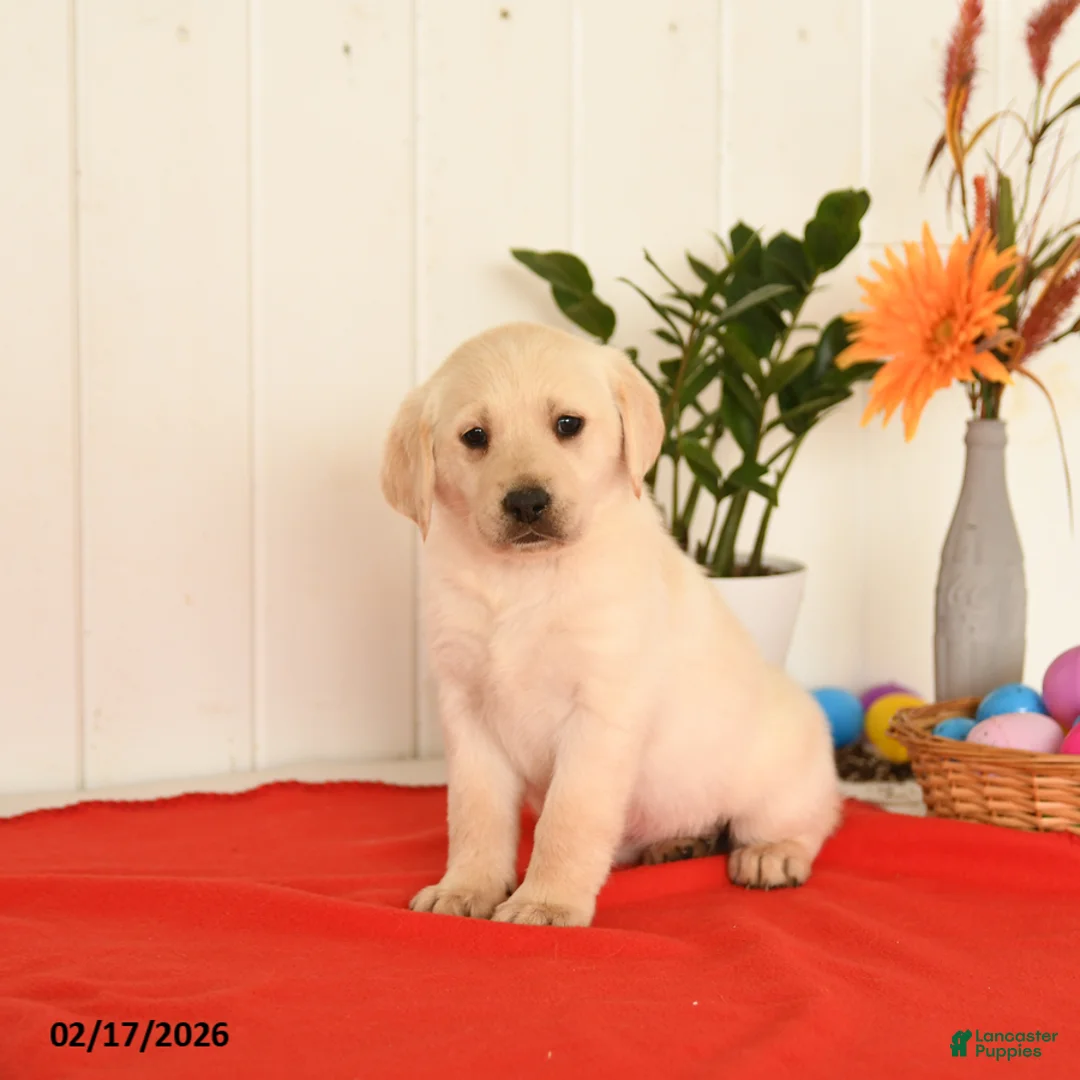 Goldador dogs for sale: Kenya - Ad 3
