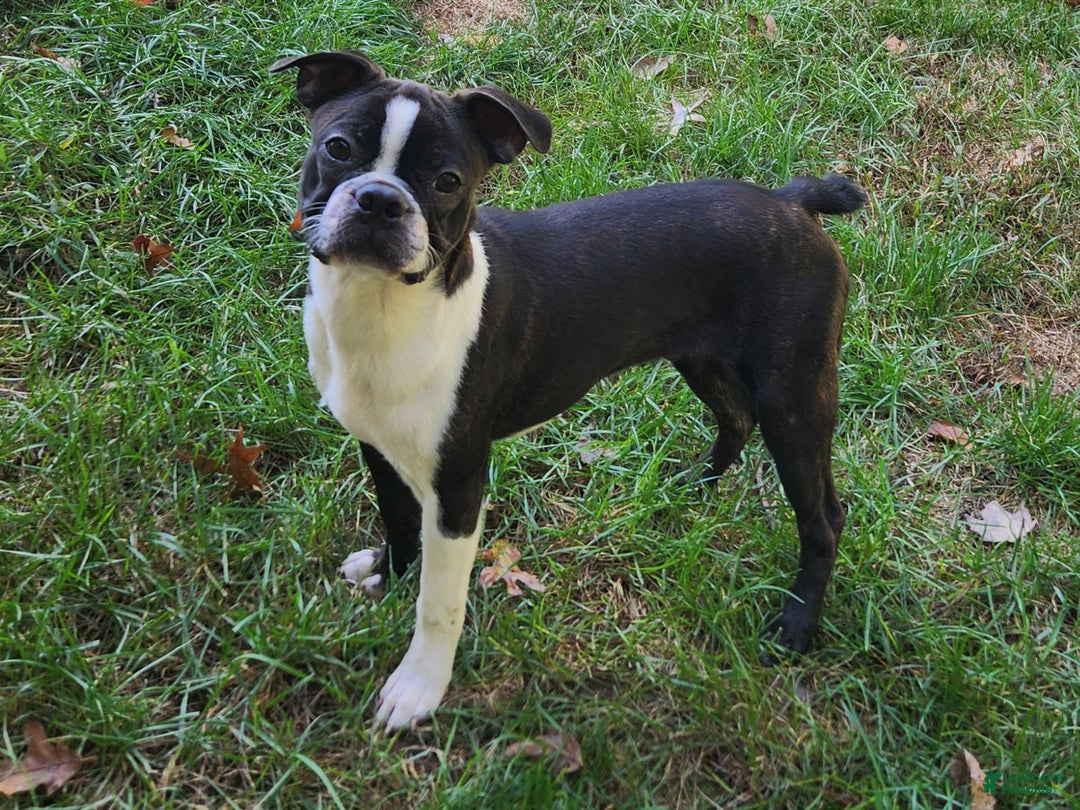 Boston Terrier dogs for sale: Chocolate - Ad 1