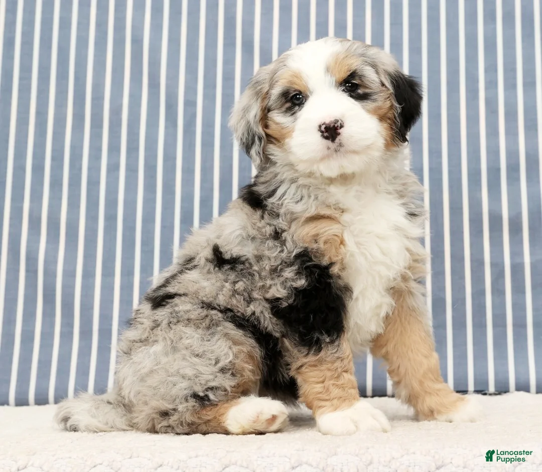 Mini Bernedoodle dogs for sale: Trina - Ad 3