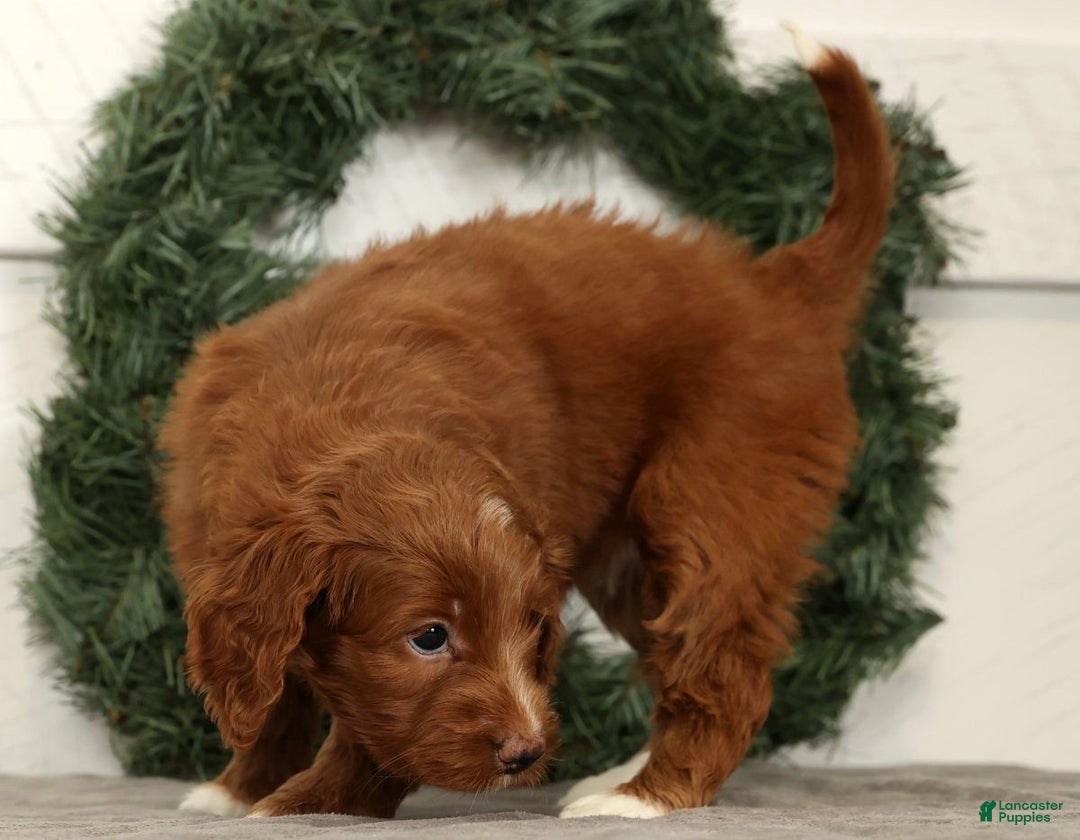 Mini Goldendoodle dogs for sale: Scarlett - Ad 8