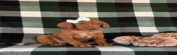 Vizsla dogs for sale: Allyce - Ad 3