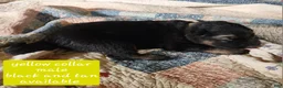 German Shepherd dogs for sale: Yellow collar - Ad 3