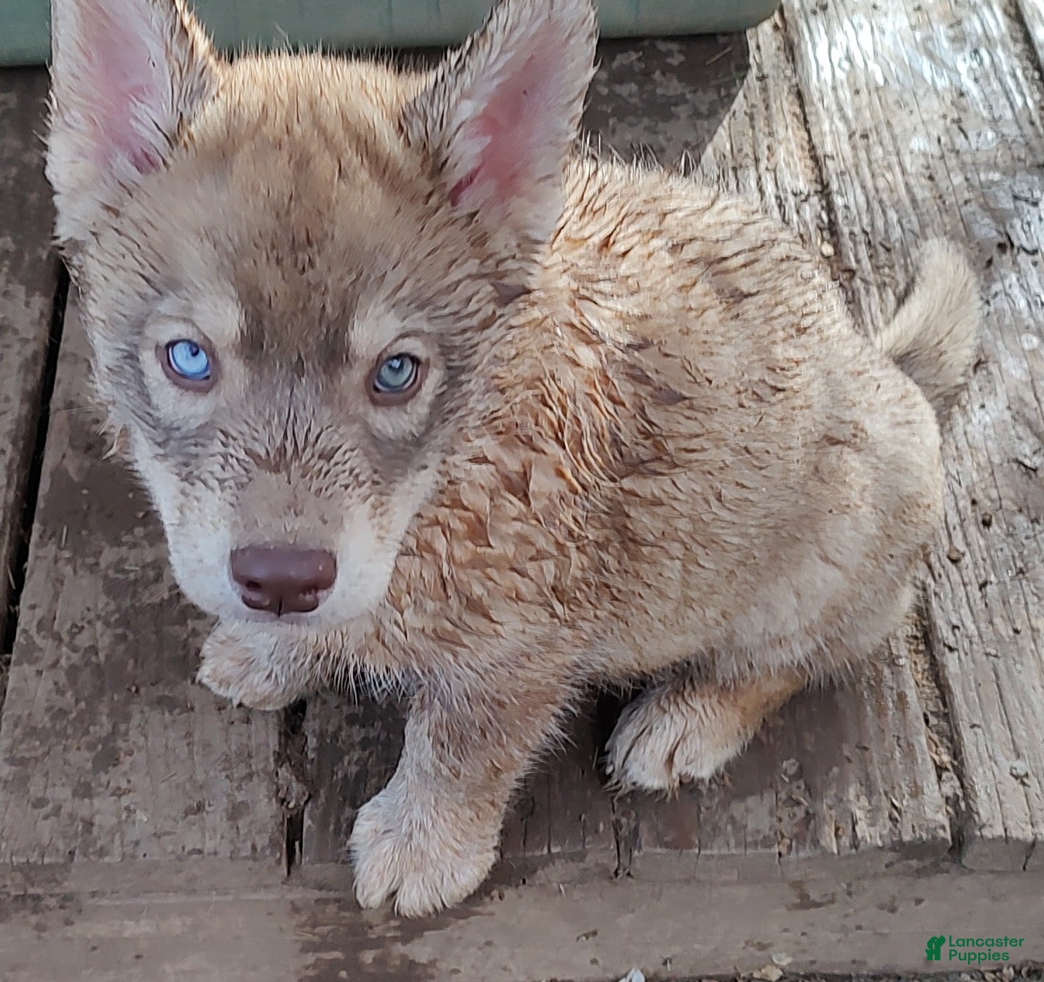 Siberian Husky dogs Siberian Husky Puppy 1 - Ad 9