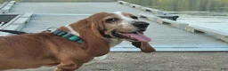 Basset Hound dogs for sale: Tommy-green - Ad 6
