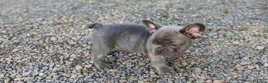 French Bulldog Puppy 1