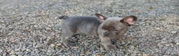 French Bulldog dogs for sale: French Bulldog Puppy 1 - Ad 1