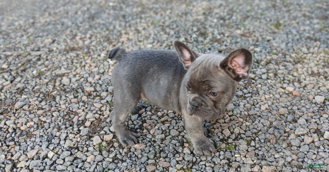 French Bulldog dogs for sale: French Bulldog Puppy 1 - Ad 1