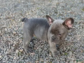 French Bulldog dogs French Bulldog Puppy 1 - Ad 26