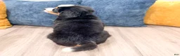 Bernese Mountain Dog dogs for sale: Wally - Ad 5
