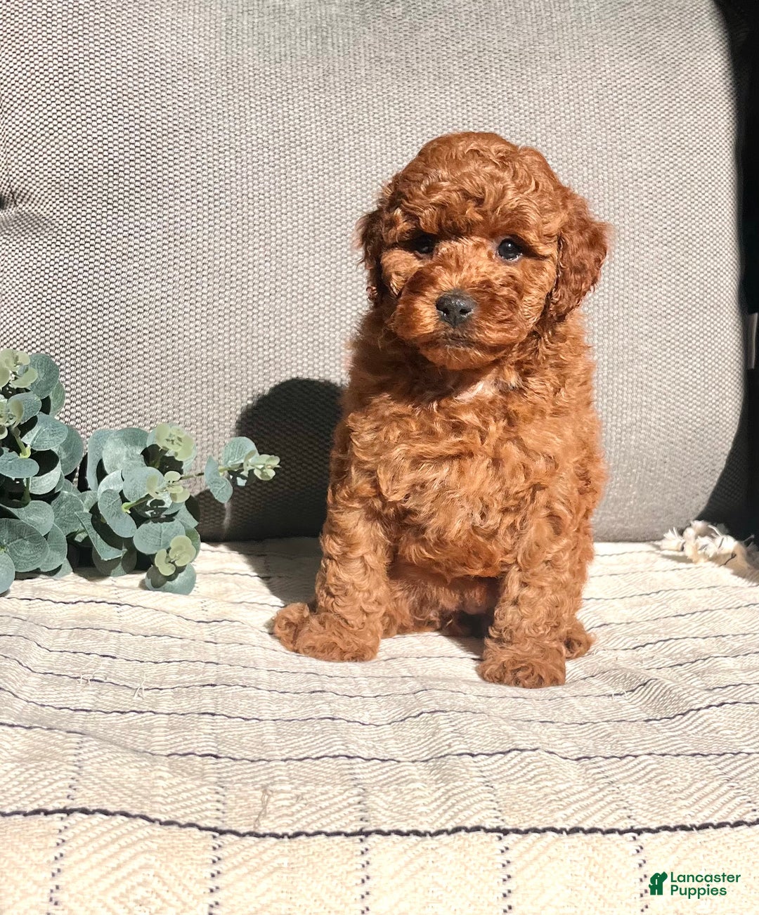 Miniature Poodle dogs for sale: Sweet Anna ❤️🐾Akc Genetic Tested Parents❤️🐾Call 717-529-1907 - Ad 2