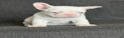 French Bulldog dogs for sale: Pinkey  - Ad 16